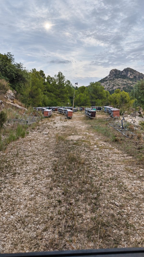 Colmenas de Miel del Parpalló entre pinos y vegetación mediterránea del Parpalló-Borrell