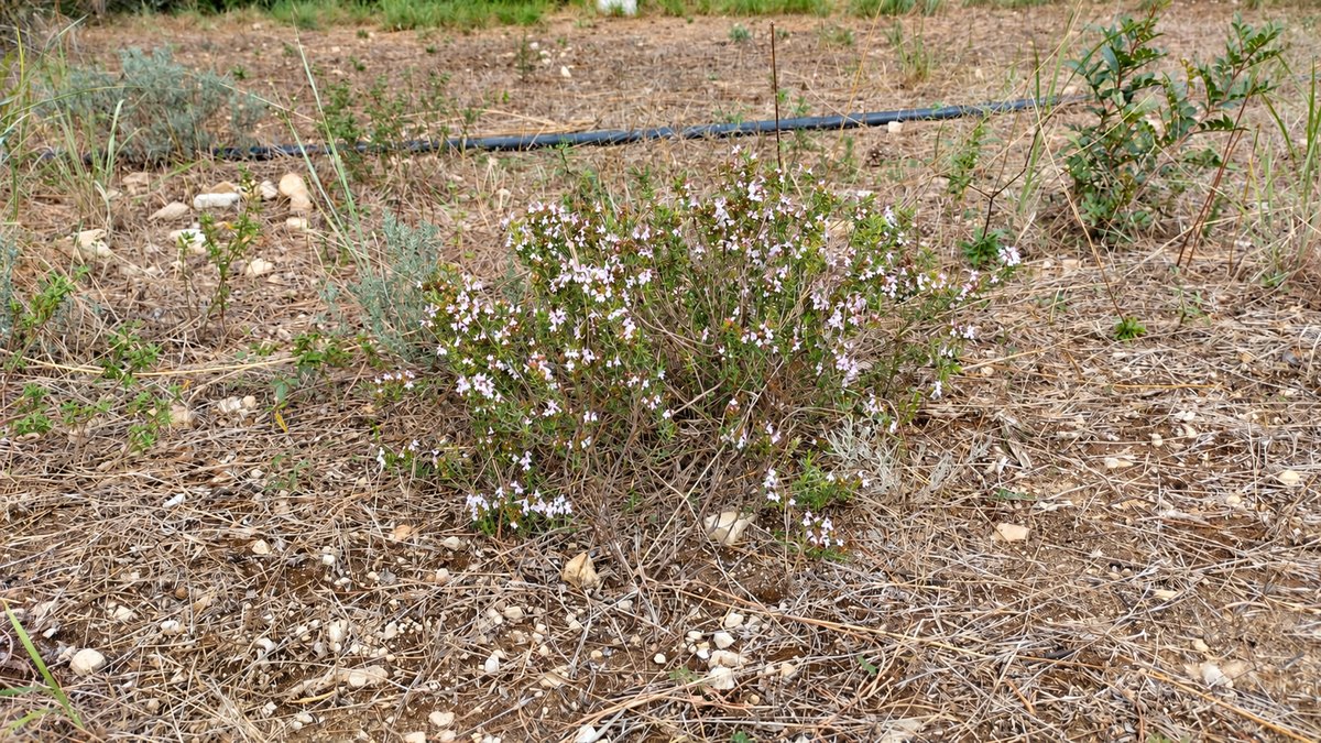 Mata de pequeñas flores rosadas en el suelo pedregoso del entorno del colmenar