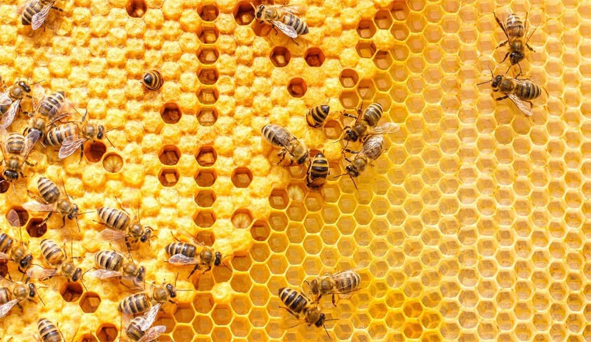 Nuestras trabajadoras