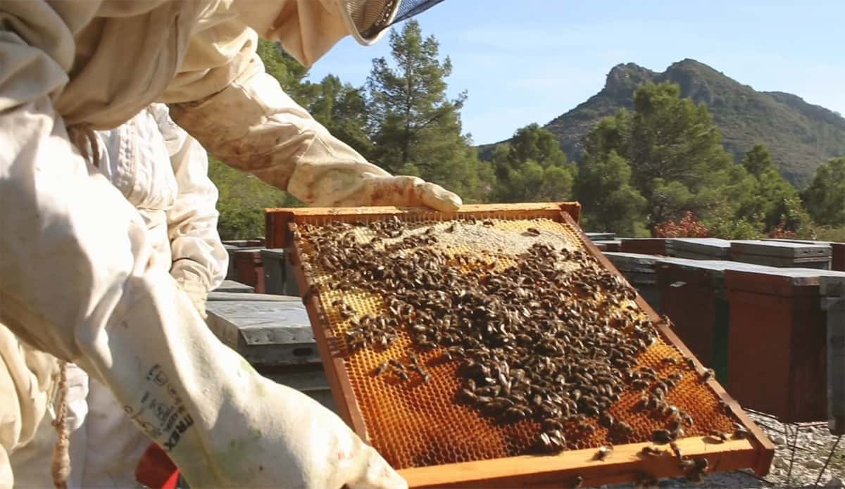 Miel del paraje natural Parpalló-Borrell