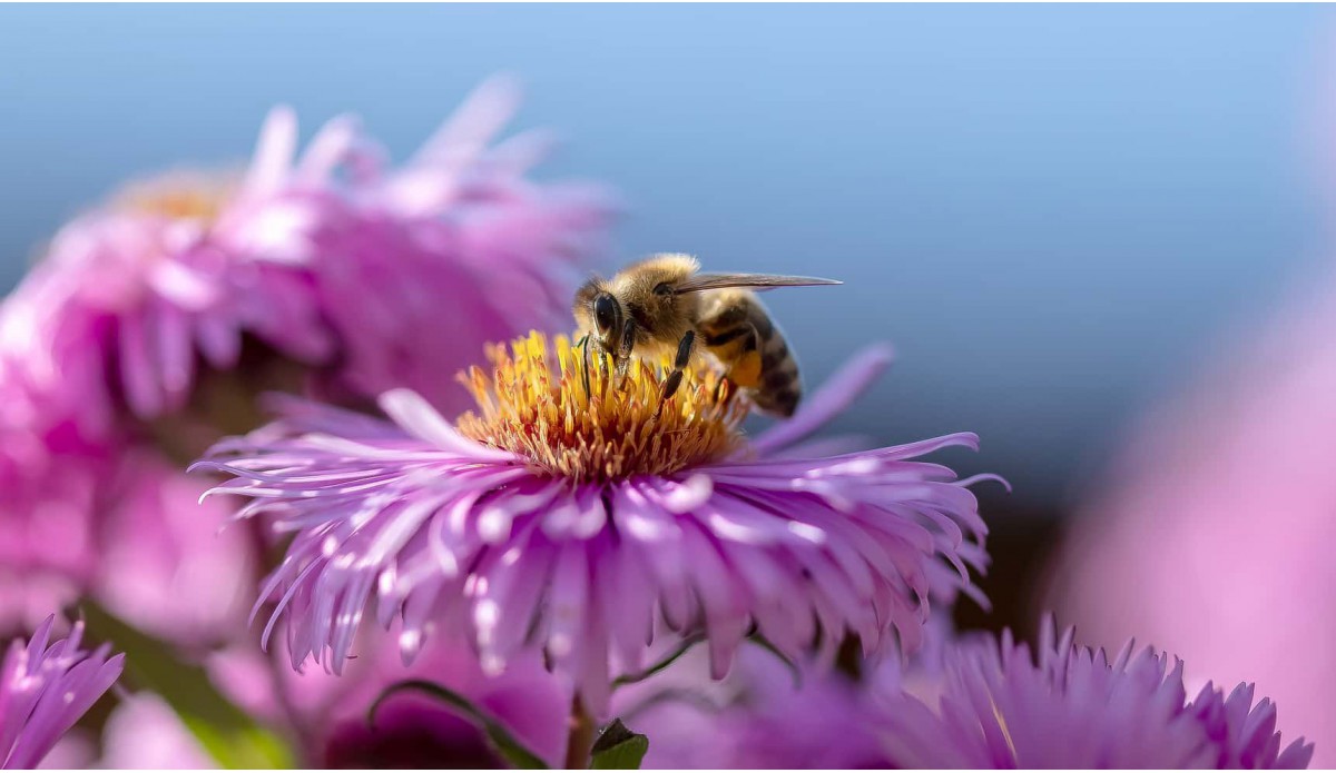 ¡Protejamos a las abejas! Protegerlas es defender la vida en el planeta