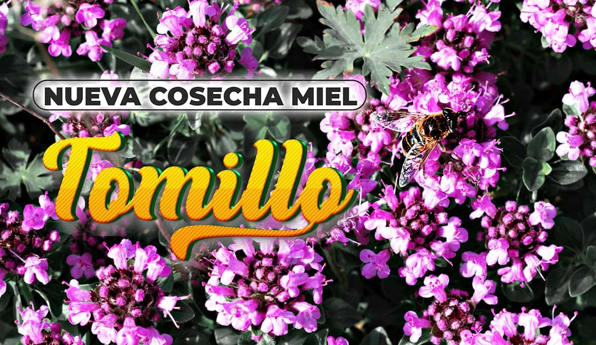 ¡Nueva cosecha de Miel de Tomillo! ¡Nueva cosecha de Miel de Tomillo!