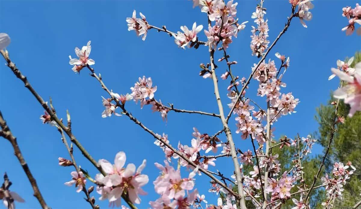 Descubre la maravillosa floración del Parpalló Borrell y saborea su deliciosa miel natural